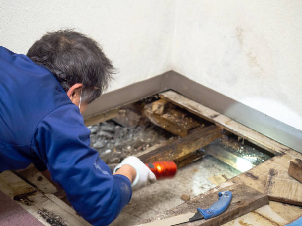 Best Post-Remediation Services in Fitchburg, WI