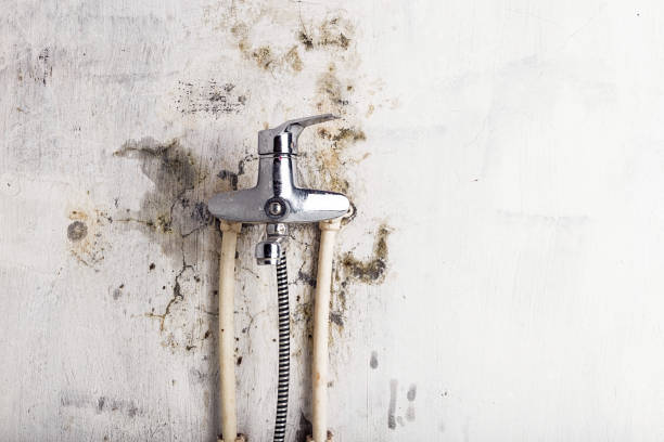 Best Black Mold Remediation in Fitchburg, WI