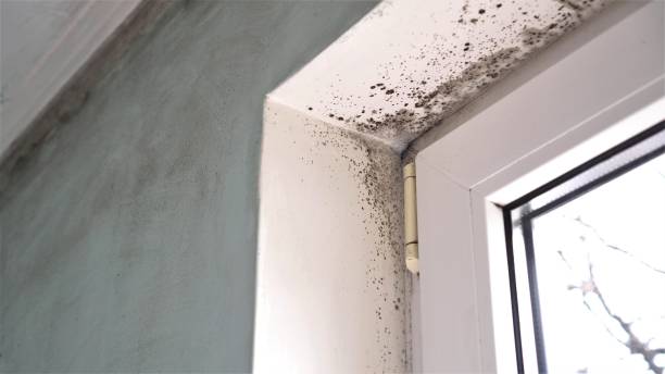 Best Basement Mold Remediation in Fitchburg, WI