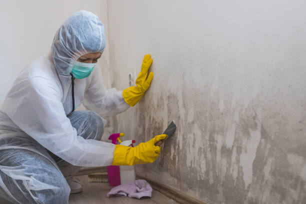 Best Emergency Mold Remediation in Fitchburg, WI