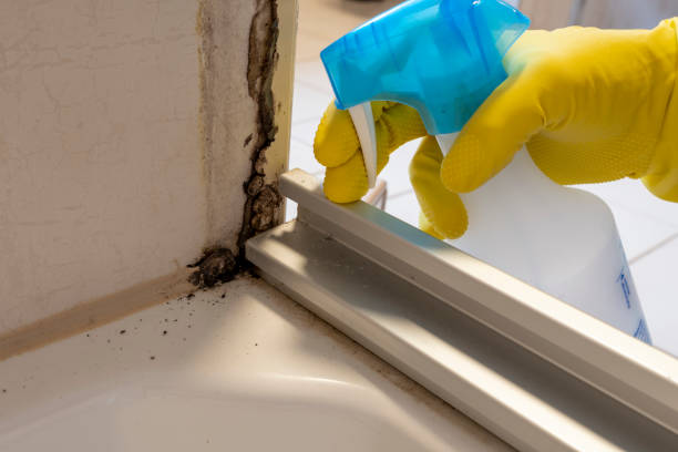 Best Attic Mold Remediation in Fitchburg, WI