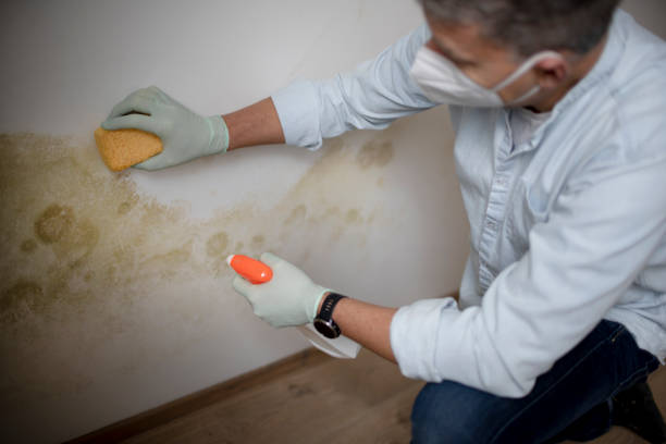 Best Insurance-Related Mold Remediation in Fitchburg, WI
