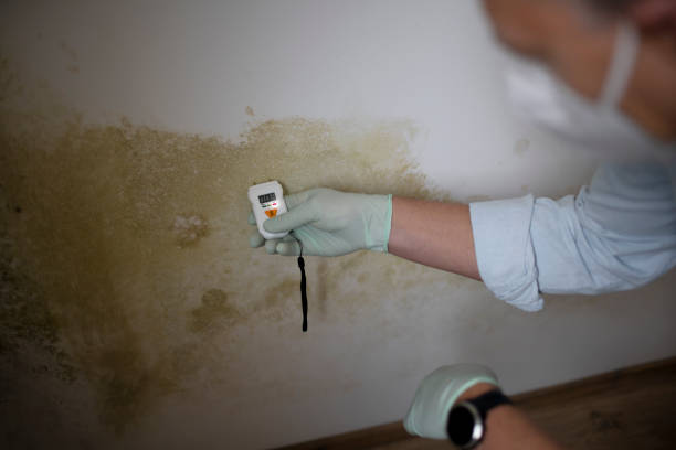 Best Preventive Mold Services in Fitchburg, WI