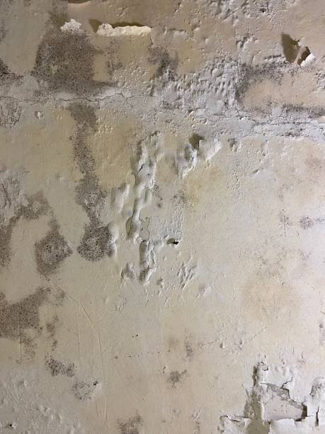 Best Mold Testing and Inspection Services in Fitchburg, WI