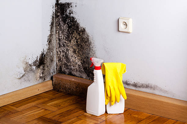 Professional Mold Remediation in Fitchburg, WI