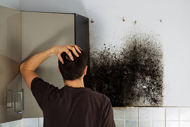 Best Post-Flood Mold Remediation in Fitchburg, WI