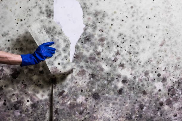 Best White Mold Remediation in Fitchburg, WI